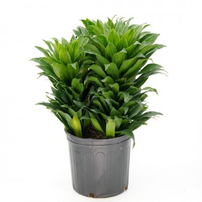 Dracaena deremensis compacta - bush