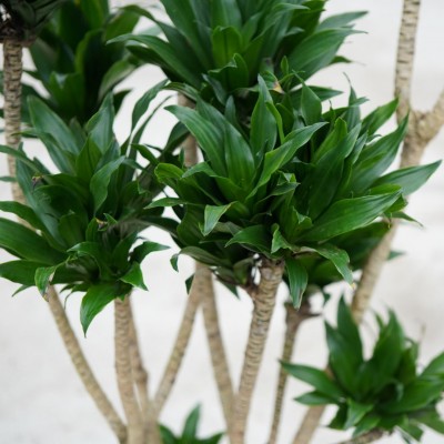 Dracaena der. compacta - character