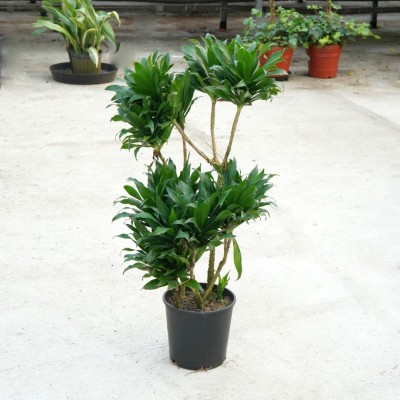 Dracaena deremensis compacta - character