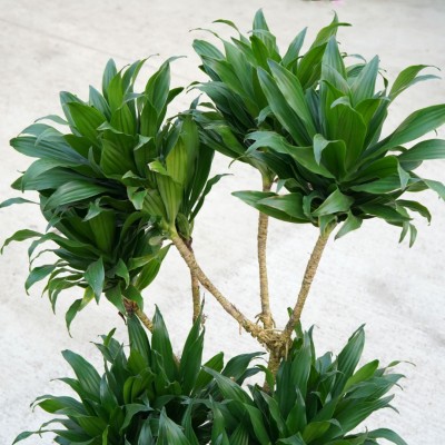 Dracaena deremensis compacta - character