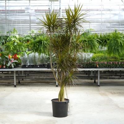 Dracaena marg. 'Magenta' - character stump 16in - Washington - Cascade  Tropicals