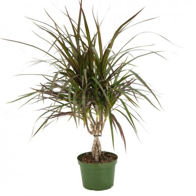Dracaena marg. 'Colorama' - braid