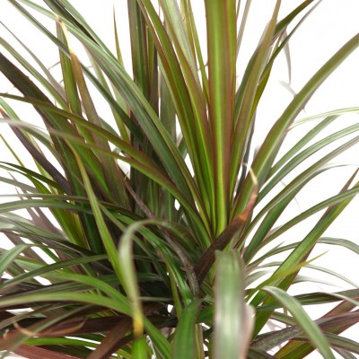 Dracaena marg. 'Colorama' - braid