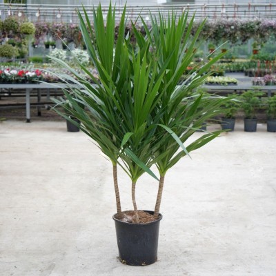 Dracaena marg. 'Tarzan'