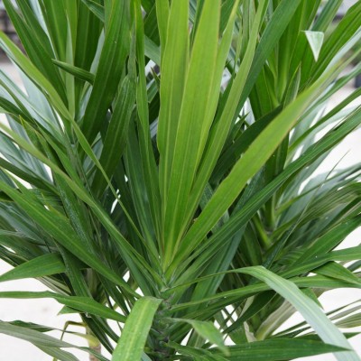 Dracaena marg. 'Tarzan'