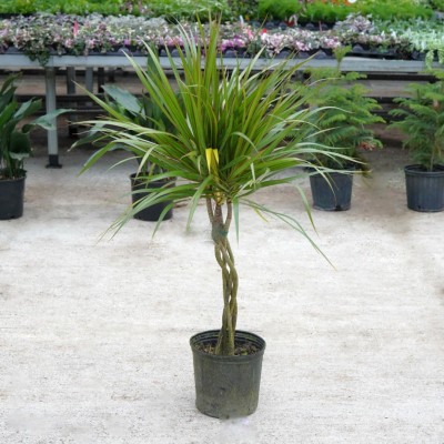 Dracaena marginata - braid