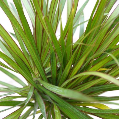 Dracaena marginata - braid