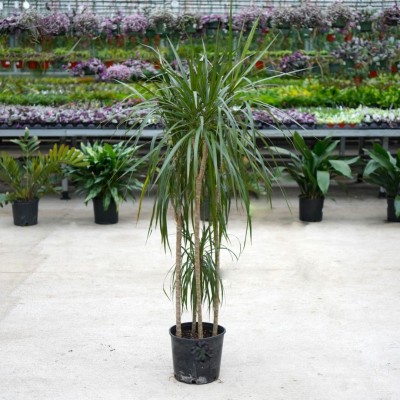 Dracaena marginata - cane