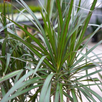 Dracaena marginata - cane