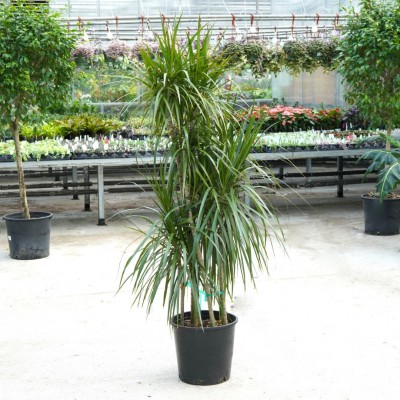 Dracaena Marginata Cane