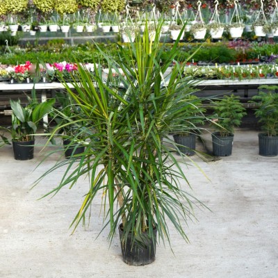 Dracaena marginata - cane 4ft