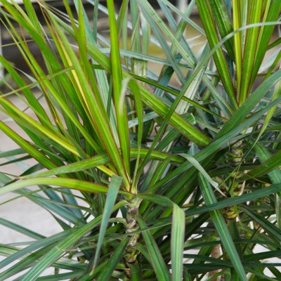 Dracaena marginata - cane 4ft