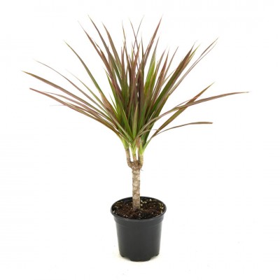 Dracaena marginata - cane