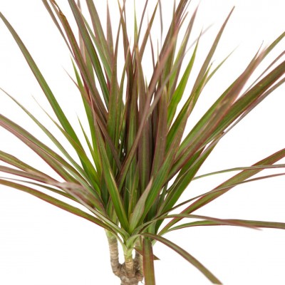 Dracaena marginata - cane