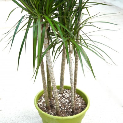 Dracaena marginata - cane 6pp