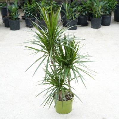 Marginata Cane Plant