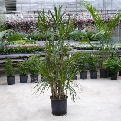 Dracaena marginata - character