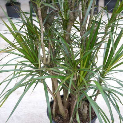 Dracaena marginata - character