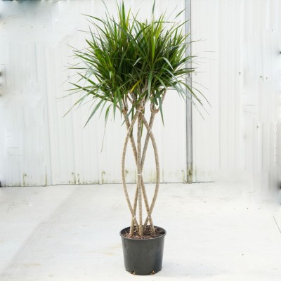 Dracaena marginata - flat weave