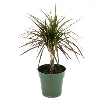 Dracaena marg. 'Magenta' - braid