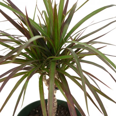 Dracaena marg. 'Magenta' - braid