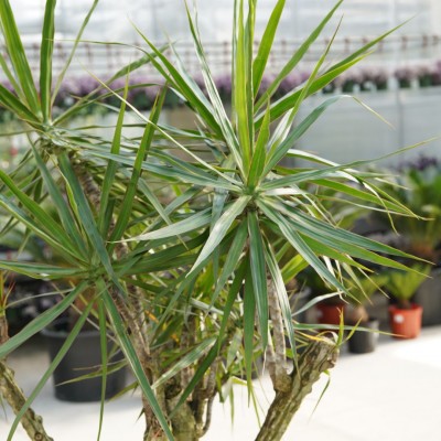 Dracaena marginata - stump