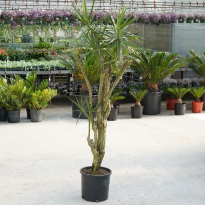 Dracaena marginata - stump