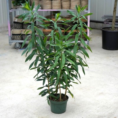 Dracaena reflexa