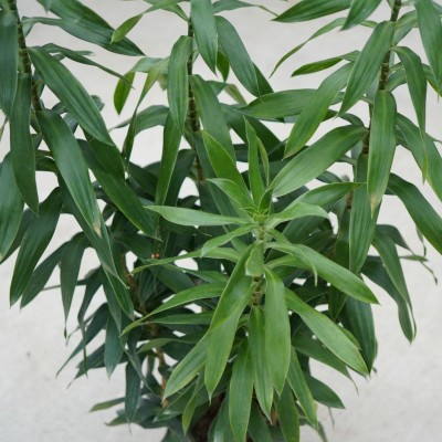 Dracaena reflexa