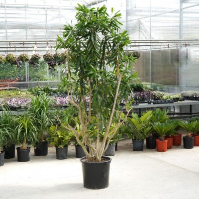 Dracaena reflexa - character