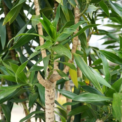 Dracaena reflexa - character