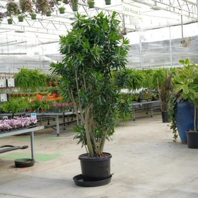 Dracaena reflexa - Character