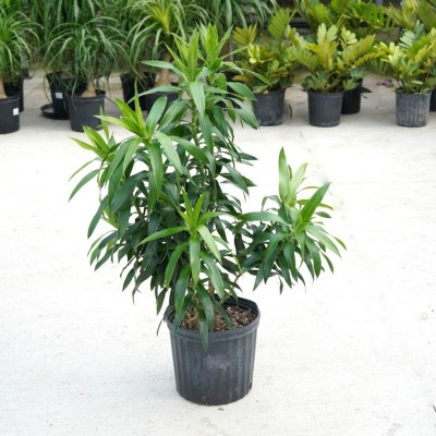 Dracaena reflexa - column