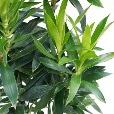 Dracaena reflexa - column
