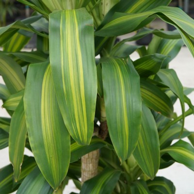 Dracaena frag. 'Kristi'