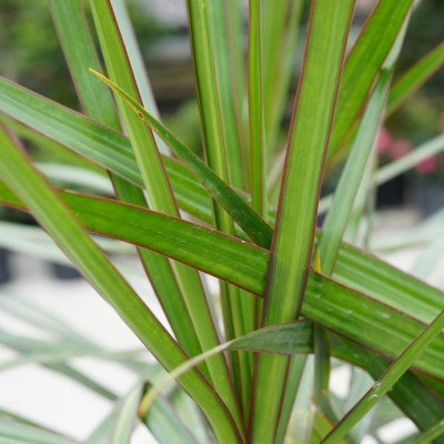 Dracaena marg. 'Tarzan' - bush