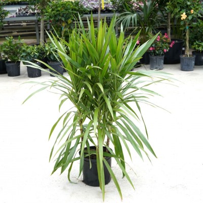 Dracaena marg. 'Tarzan' - bush