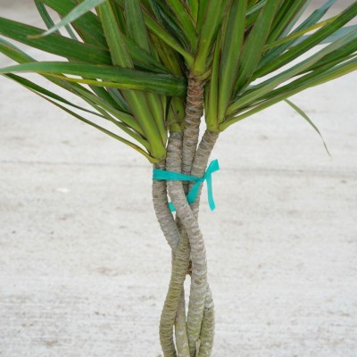 Dracaena marginata - braid