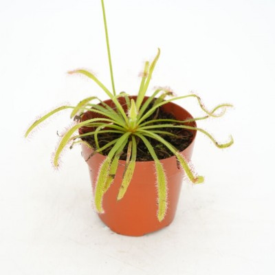 Drosera capensis