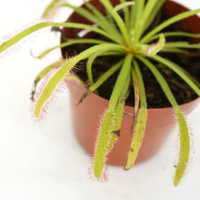 Drosera capensis