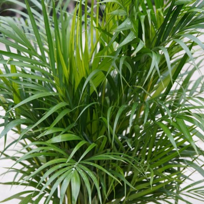 Dypsis lutescens 10in - Washington - Cascade Tropicals