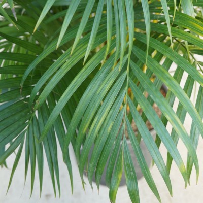 Dypsis lutescens