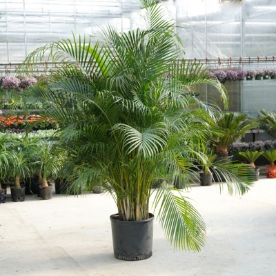 Dypsis lutescens