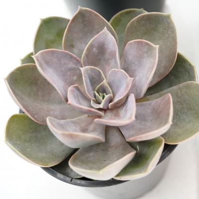 Echeveria assorted