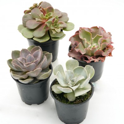 Echeveria assorted