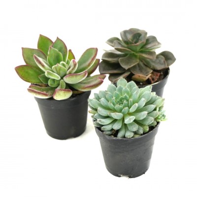 Echeveria assorted