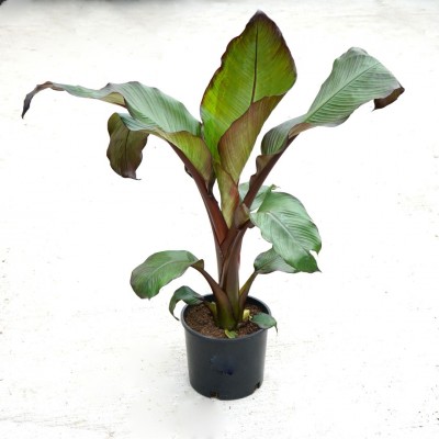 Ensete ventricosum 'Maurelii'