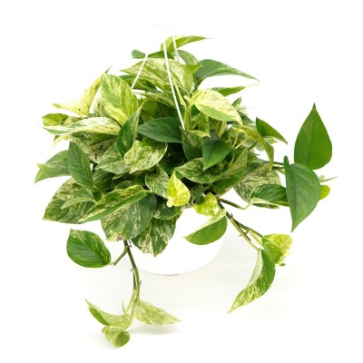 Epipremnum aur. 'Marble Queen'