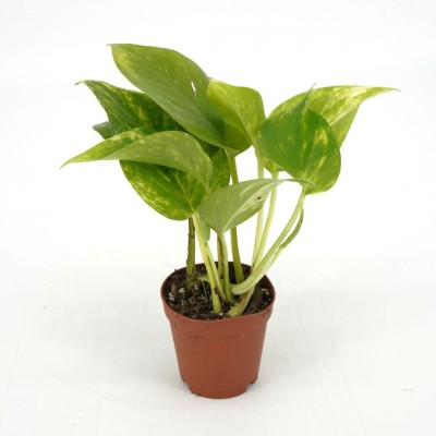 Epipremnum aureum