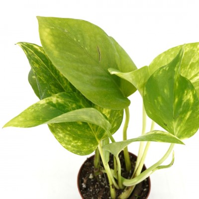 Epipremnum aureum